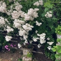 薔薇の季節も終了　今年も楽しみました。