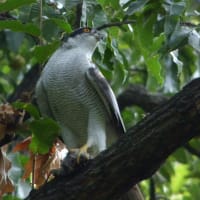 野鳥