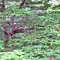 海鳥のサンクチュアリ　天売島と森林浴を楽しむメルヘンの焼尻島　５５回目　焼尻島