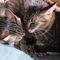 キジトラーズの毛づくろい