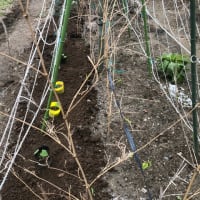 我が家の簡単梅ジュースの作り方～菜園ライフ４１７