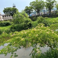 お散歩