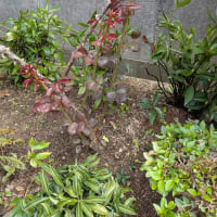つる薔薇とシュート