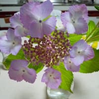 母、しかめっ面です。一年間一日中お腹イタイってどんな感じだろ…