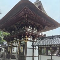 沙沙貴神社のナンジャモンジャの木