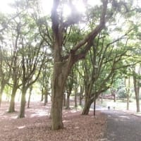 2025　空梅雨　横浜1