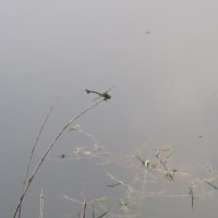 ウチワヤンマ