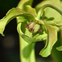 鉢植えの食虫植物（１）サラセニア  ａ、フラバ