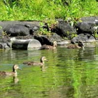 池の縁近くにやって来た、カルガモの親子。