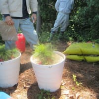 マツタケ菌、共生苗木の植栽事業を行う