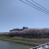 三田　武庫川さくら回廊