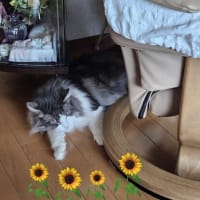 今日の2匹ちゃん