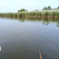 手賀沼（5月29日）自然満喫の釣行！