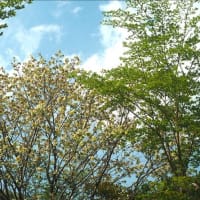 赤城山山麓の散策、色々な花が綺麗でした。