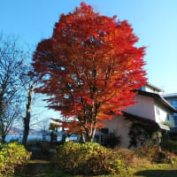 野尻湖畔の紅葉