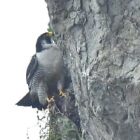 ハヤブサの親
