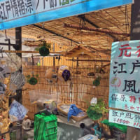 浅草の盆栽市