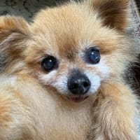 今日の愛犬「ラブ」6/26