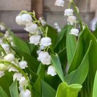 可憐なお花すずらん