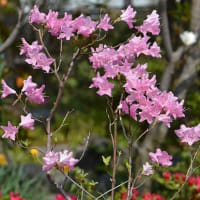 鉢植えのツツジ（１） 「吉野」