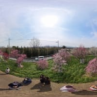 和泉リサイクル環境公園の梅林　３６０度動画（２０２５年３月１４日）