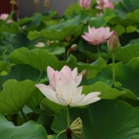 今川の花池へ再々度蓮の花の開花状態を観に行って来ました、爺は焦れども花は咲かず、花咲爺爺がいて欲しい～～~~(笑)。
