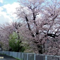 相模原「鳩川」分水路沿いの満開の桜並木を旬撮！！
