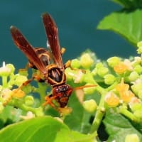 大阪城公園・更に続き