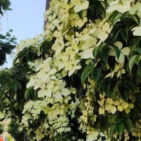山法師が　山のように咲いてる♡