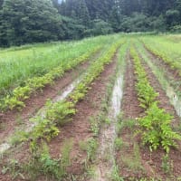 じゃがいも試し掘り