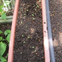早々の植え替え作業