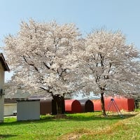 今シーズンの走り初めは桜とこごみ採り・・・