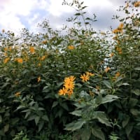 菊芋か、モドキか、犬菊芋か。