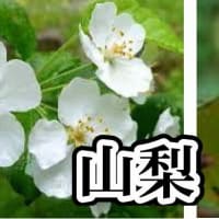小次郎と春の草花－ナシ（梨）の花－