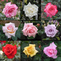 2023年の薔薇その１