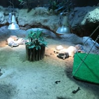 京都市動物動物のインドホシガメ達