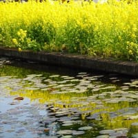 「黄色い花たち」／大船フラワーセンター