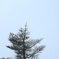 八幡平で鳴いてたウグイス
