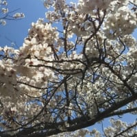 駕与丁公園の桜（2019年4月）