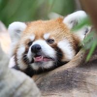 暑すぎて