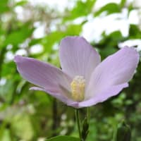 ハイビスカス　ロバツス　　　　精霊の守り花　　　　　　千葉県市川浦安アスファルト脇植物園・自宅