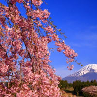 富士山　おらが地の桜前線は...　△　×　...  反省点が...