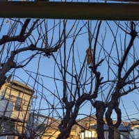 ついに冬景色