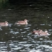 06/21探鳥記録写真：２０２５年１月に出会った鳥たち②