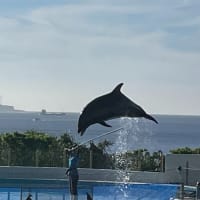 美ら海水族館❣