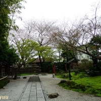 新戸の古刹「本鏡山常福寺」は今、満開の桜の花塊に！！