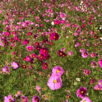 いつから？紅葉🍁