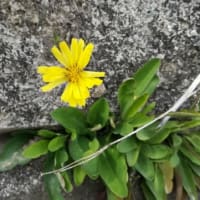 この時期里山を巡ると