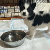 みなみ、明日からトライアルです
