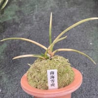 南海雪虎」のブログ記事一覧-奥深い富貴蘭